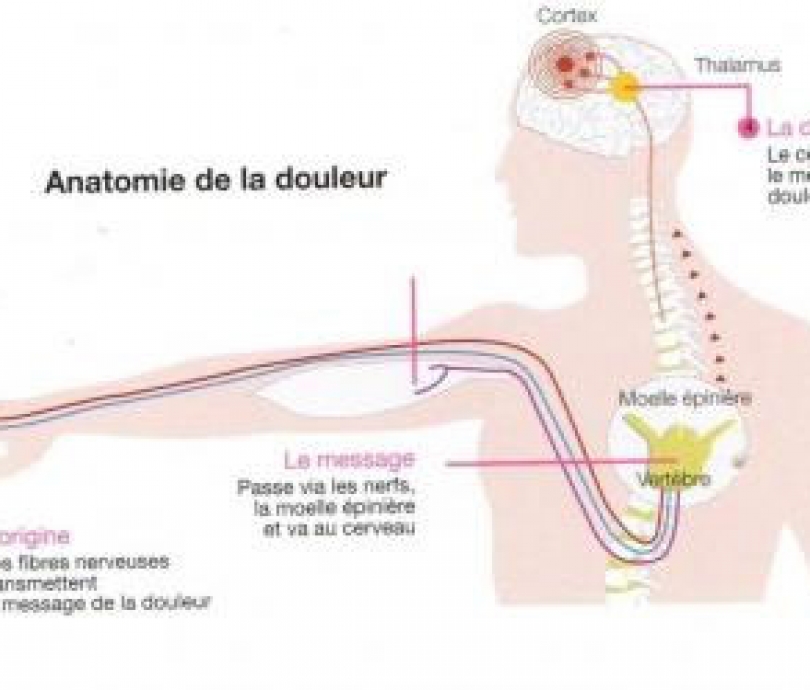 schema